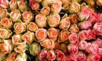 В Туву на розах и хризантемах из Голландии и Эквадора завезен цветочный трипс