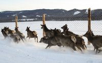 В июле в создаваемый в Туве маральник доставят из Алтая 62 "рогача"-марала