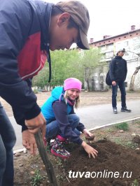 7000 саженцев по всей Туве высажено к 17 мая