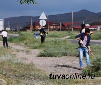 Кызылчане активно включились в борьбу с чашпаном