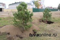 Минусинск подарил Кызылу на 100-летие ели, сосны, березы