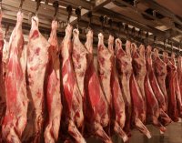 На поставки мясной продукции из Монголии вводятся временные ограничения