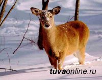Специалисты Госкомохоты Тувы выявили в ходе новогодних рейдов 33 нарушителя правил охоты