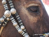 В Туве сохраняют тувинскую породу лошадей