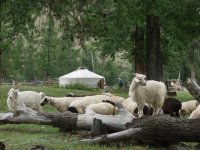 Тува поможет погорельцам Хакасии домашним скотом