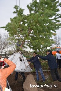 К 70-летию Победы главная площадь памяти в Туве пополнится 70 новыми деревьями