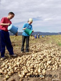 Почти 1500 малообеспеченных семей Тувы получат семенной картофель для посадки