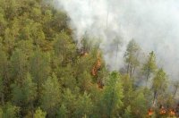 В Туве за сутки потушены 4 лесных пожара