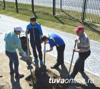 В Кызыле нынешней весной посажено почти 500 деревьев