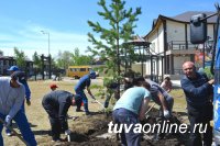 В Кызыле нынешней весной посажено почти 500 деревьев