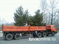 Глава Кызыла Дина Оюн: Нынешней весной удалось посадить почти 500 деревьев