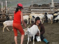 Тувинских овец и коз продемонстрируют на XII Сибирско-Дальневосточной выставке племенных животных