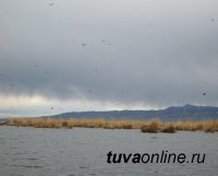 Проведено эпизоотическое обследование озера Убсу-Нур (Тува-Монголия)
