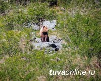 В Ергаках медведь напал на спящих в палатке туристов