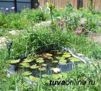 Кызыл: Домашний пруд с водяными лилиями, двор многоквартирного дома - цветущий плодовый сад
