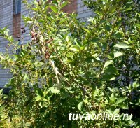 Кызыл: Домашний пруд с водяными лилиями, двор многоквартирного дома - цветущий плодовый сад