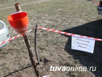 Более 300 студентов Тувинского госуниверситета приняли участие в акции по санитарной очистке Енисея