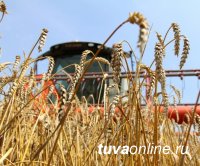 В Туве подводят предварительные итоги уборки сельхозкультур