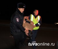 За выходные полицейские Тувы задержали 77 нетрезвых водителей, 10 за повторную "пьяную" езду грозит уголовное наказание