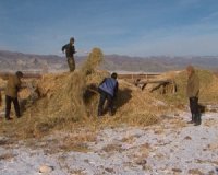 В Туве СПК «Амык» становится основой для развития специализированного мясного скотоводства
