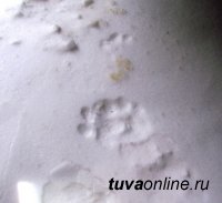 В Туве на хребте Цагаан-Шибэту найдены новые места обитания снежного барса