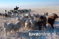Минсельхозпрод Тувы держит на контроле зимовку скота