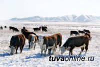 В Туве в 50-градусные морозы из Резервного фонда выделяются дополнительные корма для прохождения зимовки скота