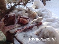 На территории Тувы у госграницы задержаны браконьеры
