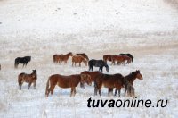На севере России в Норильске создают табунное коневодство на базе морозоустойчивой тувинской породы