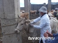 В Туве ставится задача довести количество вакцинированного против ящура скота, особенно в приграничье, до 80%
