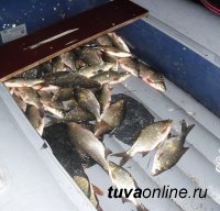 В Туве в 2015 году штрафы за незаконный вылов рыбы составили 1 млн. 615 тыс рублей
