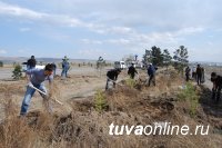 На Аллее поколений в Кызыле появились 105 молодых вязов