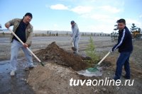На Аллее поколений в Кызыле появились 105 молодых вязов