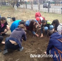 К 100-летию школы № 1 города Кызыла ее двор прирастет новыми  деревьями и кустарниками – подарками от школьников нынешних и прошлых лет