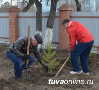 К 100-летию школы № 1 г. Кызыла 19 сосен, черемух, ранета, кустов сирени посадили выпускники 70-80-х годов