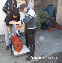 В Туве социальный картофель получат 4389 семей