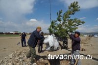 Глава Тувы помог с озеленением новостроек в поселке Каа-Хем