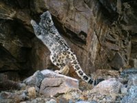 Котята снежного барса подросли в природном парке Тувы
