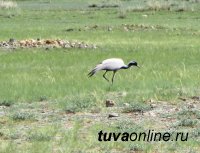 Юные экологи Тувы совершили восхождение на гору Трезубец