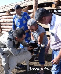 В Туве началась передача 200 овцематок участникам проекта «Кыштаг для молодой семьи»