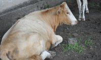 О реализации губернаторского проекта «Корова-кормилица» в Пий-Хемском районе Тувы