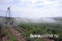 В тувинском селе Кара-Хаак за счет господдержки и частной инициативы возрождается овощеводство