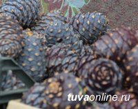Тувинская тайга в этом году щедра на кедровые орехи