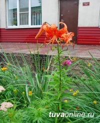 Роман Поманисочкин: «Цветущий Кызыл» создается руками кызылчан Роман Поманисочкин: «Цветущий Кызыл» создается руками кызылчан
