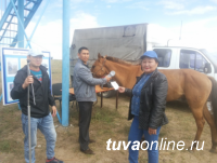 В Туве впервые проведена процедура чипирования лошадей