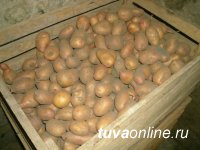 Россельхознадзор: Что необходимо знать при хранении картофеля зимой