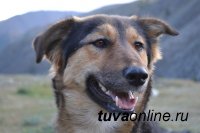 В Туве 8 октября пройдет традиционная выставка собак охотничьих пород