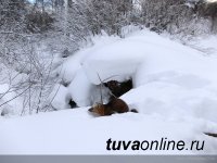 В двух районах Тувы в связи с крайне высоким снежным покровом запрещена охота на диких животных