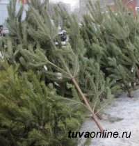 В Кызыле торговля елками проходит без нарушений