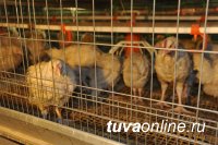 На тувинской птицефабрике «Енисейская» будет запущен корпус для содержания промышленного стада кур-несушек